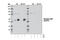 Checkpoint Kinase 1 antibody, 12302T, Cell Signaling Technology, Western Blot image 