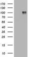 c-Kit antibody, LS-C175534, Lifespan Biosciences, Western Blot image 