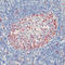 Cyclin D3 antibody, LS-C87947, Lifespan Biosciences, Immunohistochemistry frozen image 
