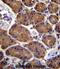 Aspartate Beta-Hydroxylase antibody, abx027012, Abbexa, Immunohistochemistry frozen image 