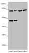 Zinc Finger Protein 169 antibody, LS-C676746, Lifespan Biosciences, Western Blot image 