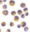 Docking Protein 1 antibody, 1107, ProSci, Immunocytochemistry image 