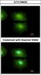 Interleukin 16 antibody, GTX108425, GeneTex, Immunocytochemistry image 