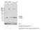 Proteasome Subunit Beta 9 antibody, GTX23328, GeneTex, Western Blot image 