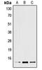 X-C Motif Chemokine Ligand 2 antibody, orb214633, Biorbyt, Western Blot image 