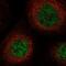 Solute Carrier Family 25 Member 43 antibody, NBP1-86310, Novus Biologicals, Immunofluorescence image 