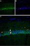 Sodium Voltage-Gated Channel Alpha Subunit 8 antibody, PA5-77728, Invitrogen Antibodies, Immunohistochemistry frozen image 