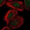 ER Membrane Protein Complex Subunit 6 antibody, NBP2-38000, Novus Biologicals, Immunofluorescence image 