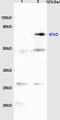 T-Box 18 antibody, orb1289, Biorbyt, Western Blot image 