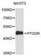 Prostaglandin D2 Receptor antibody, LS-C747948, Lifespan Biosciences, Western Blot image 