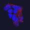 Sterile alpha and TIR motif-containing protein 1 antibody, AF7037, R&D Systems, Immunocytochemistry image 
