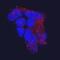 Sterile Alpha And TIR Motif Containing 1 antibody, AF7037, R&D Systems, Immunocytochemistry image 
