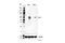 Interferon Regulatory Factor 7 antibody, 72073S, Cell Signaling Technology, Western Blot image 