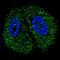 Pyruvate Kinase M1/2 antibody, LS-C98973, Lifespan Biosciences, Immunofluorescence image 