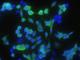 Cellular Retinoic Acid Binding Protein 2 antibody, 11203-R004, Sino Biological, Immunofluorescence image 
