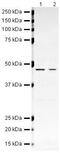 Bone Morphogenetic Protein 4 antibody, PA5-19683, Invitrogen Antibodies, Western Blot image 