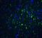 FOXP3 antibody, NBP2-41205, Novus Biologicals, Immunofluorescence image 