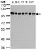 Glutamate Metabotropic Receptor 4 antibody, orb13447, Biorbyt, Western Blot image 