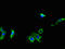 Myosin Binding Protein H antibody, orb51578, Biorbyt, Immunofluorescence image 