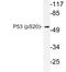 p53 antibody, LS-C178095, Lifespan Biosciences, Western Blot image 