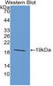 Interleukin 33 antibody, LS-C314265, Lifespan Biosciences, Western Blot image 
