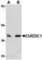 CUE Domain Containing 1 antibody, LS-C82861, Lifespan Biosciences, Western Blot image 