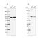 RNA Polymerase II Associated Protein 3 antibody, PA5-58334, Invitrogen Antibodies, Western Blot image 