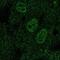 T-cell acute lymphocytic leukemia protein 1 antibody, NBP2-68973, Novus Biologicals, Immunofluorescence image 