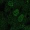 TAL BHLH Transcription Factor 1, Erythroid Differentiation Factor antibody, NBP2-68973, Novus Biologicals, Immunofluorescence image 