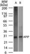APAF1 Interacting Protein antibody, MA1-41247, Invitrogen Antibodies, Western Blot image 