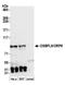 Oxysterol Binding Protein Like 9 antibody, A304-908A, Bethyl Labs, Western Blot image 