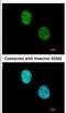 WD Repeat Domain 4 antibody, NBP2-20893, Novus Biologicals, Immunofluorescence image 
