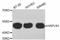 Hyaluronan And Proteoglycan Link Protein 1 antibody, abx125338, Abbexa, Western Blot image 
