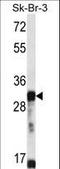 Olfactory Receptor Family 5 Subfamily D Member 13 (Gene/Pseudogene) antibody, LS-C163231, Lifespan Biosciences, Western Blot image 