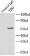 Thymine DNA Glycosylase antibody, FNab08570, FineTest, Immunoprecipitation image 