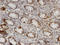 Zinc And Ring Finger 1 antibody, LS-C134112, Lifespan Biosciences, Immunohistochemistry paraffin image 