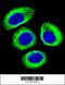 LDL Receptor Related Protein 12 antibody, 56-027, ProSci, Immunofluorescence image 