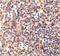 Deoxyribonuclease-2-alpha antibody, A08512, Boster Biological Technology, Immunohistochemistry frozen image 