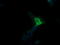 MDM4 Regulator Of P53 antibody, LS-C337950, Lifespan Biosciences, Immunofluorescence image 