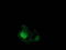 Eukaryotic Translation Initiation Factor 4E Family Member 2 antibody, LS-C172678, Lifespan Biosciences, Immunofluorescence image 