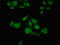 Meis Homeobox 2 antibody, orb400880, Biorbyt, Immunofluorescence image 