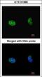 Ribosomal Protein S6 Kinase B2 antibody, GTX101886, GeneTex, Immunocytochemistry image 
