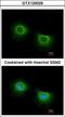 ST3 Beta-Galactoside Alpha-2,3-Sialyltransferase 3 antibody, GTX120029, GeneTex, Immunocytochemistry image 