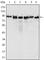 MutL Homolog 1 antibody, abx012221, Abbexa, Western Blot image 