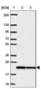 Mitochondrial Ribosomal Protein L11 antibody, NBP2-33844, Novus Biologicals, Western Blot image 