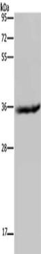 Hydroxysteroid 17-Beta Dehydrogenase 6 antibody, CSB-PA304268, Cusabio, Western Blot image 