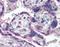 Tumor Protein P73 antibody, orb87970, Biorbyt, Immunohistochemistry paraffin image 