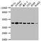 Aurora Kinase B antibody, CSB-RA230110A0HU, Cusabio, Western Blot image 