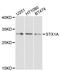 Neuron-specific antigen HPC-1 antibody, LS-C746846, Lifespan Biosciences, Western Blot image 