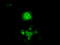 Cytochrome P450 Oxidoreductase antibody, TA500633, Origene, Immunofluorescence image 